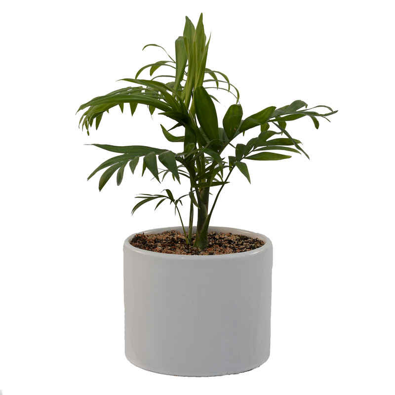 گیاه طبیعی شامادورا مدل SH1 گیاه طبیعی شامادورا مدل SH1