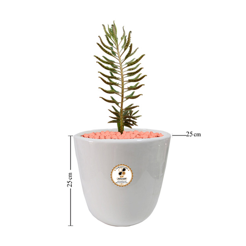 گیاه طبیعی کاکتوس اشک زلیخا شرکت گلباران سبز گیلان مدل GN13-40L