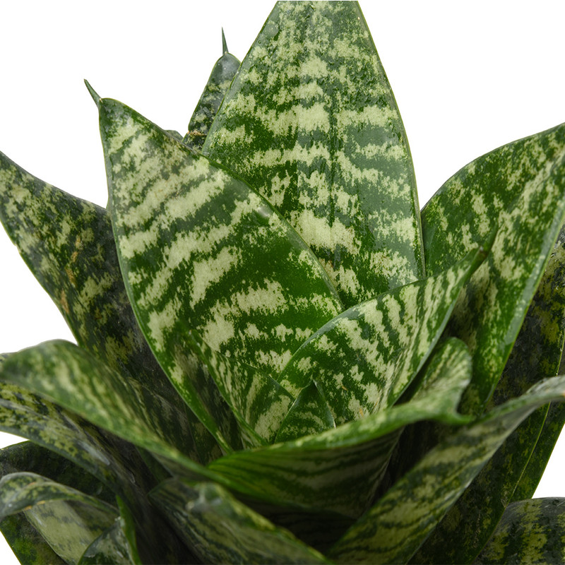 گیاه طبیعی سانسوریا مدل پاکوتاه کرواتی کد 10242/2202 گیاه طبیعی سانسوریا مدل پاکوتاه کرواتی کد 10242/2202