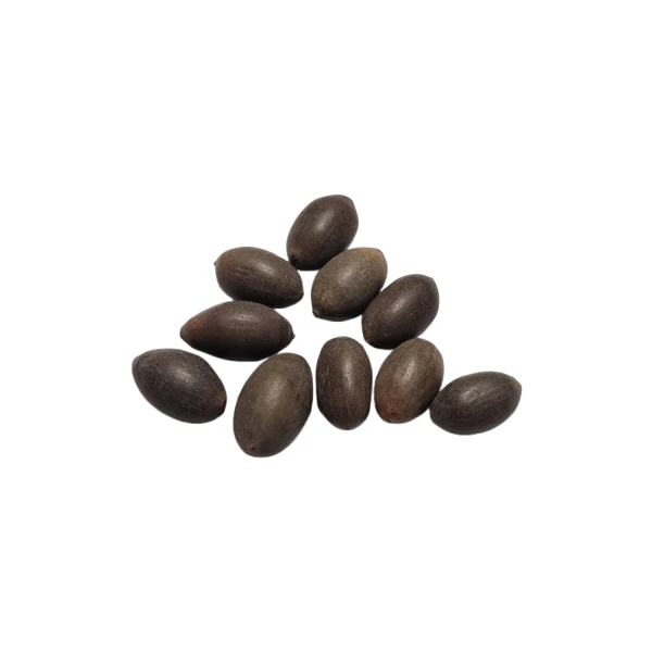 عکس شماره 6 : بذر نیلوفر آبی مدل 2025