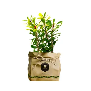 گیاه طبیعی مرجان هلندی گلباران سبز گیلان مدل GN12-32K