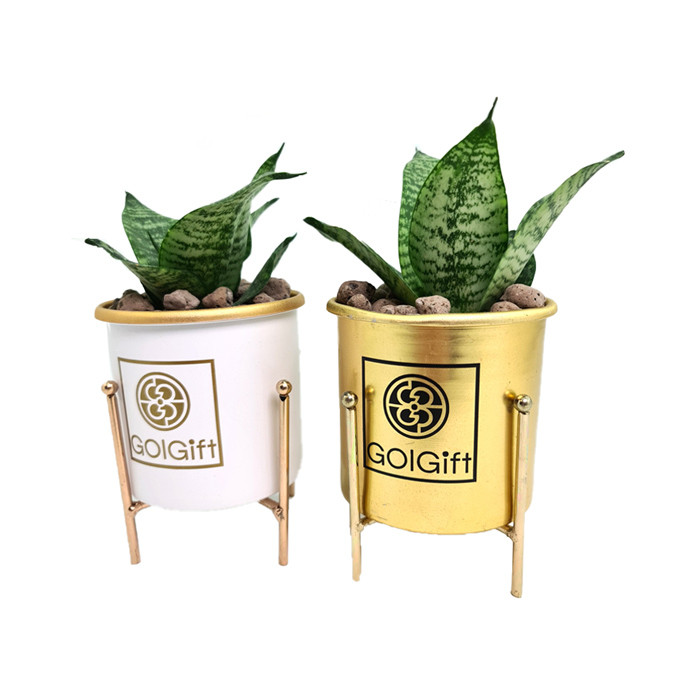 گیاه طبیعی سانسوریا پاکوتاه کد AB01