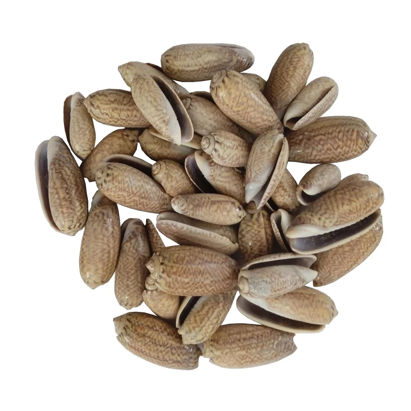 صدف تزیینی آکواریوم مدل 4009 بسته 35 عددي