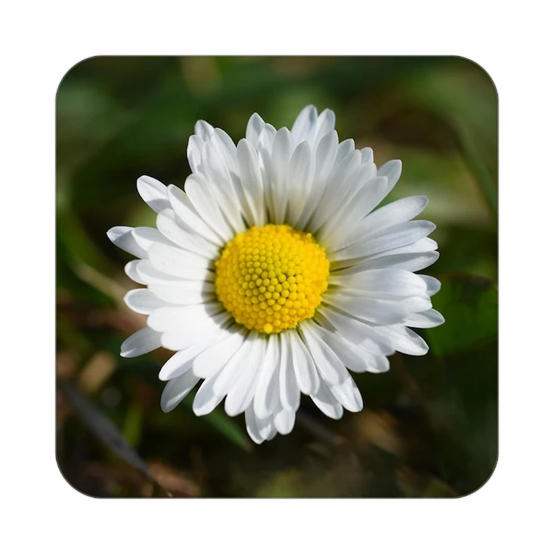 زیر لیوانی کاکتی طرح گل مدل mp16101