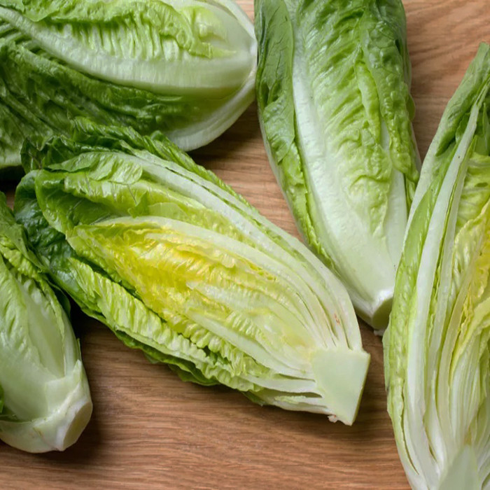 بذر کاهو سالادی وانیا سید مدل I14