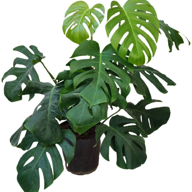 گیاه طبیعی برگ انجیری مدل پنجه شیری کد 03 گیاه طبیعی برگ انجیری مدل پنجه شیری کد 03