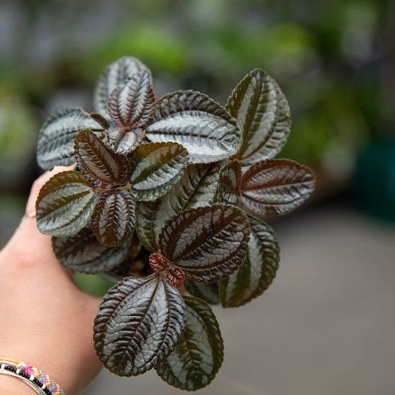 گیاه طبیعی پله آ قرمز مدل F-22