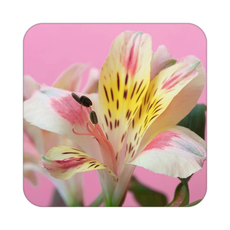 زیر لیوانی کاکتی طرح گل مدل mp18521