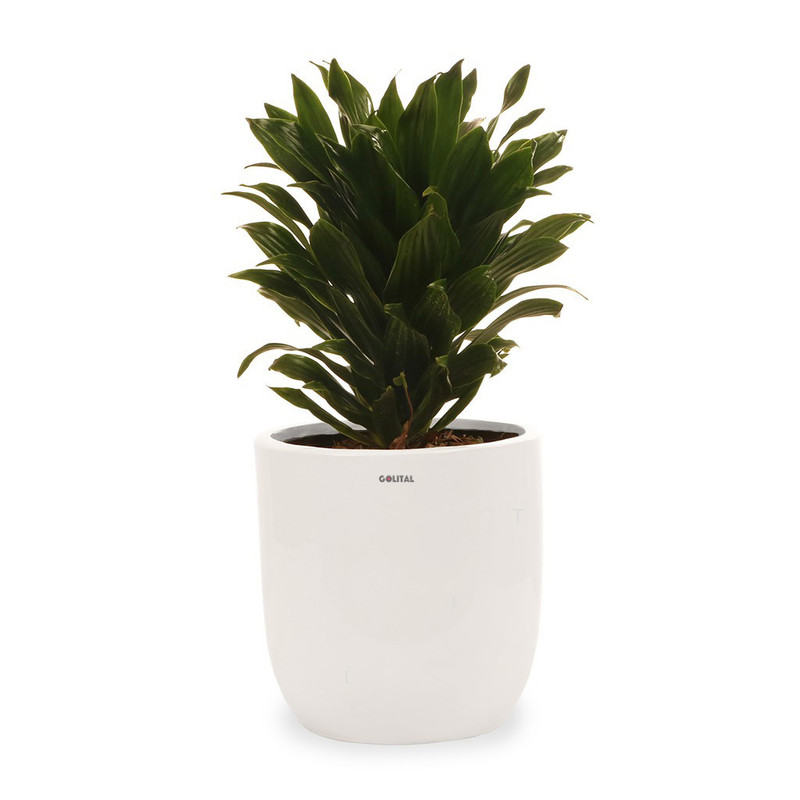 گیاه طبیعی دراسینا کامپکت گلیتال مدل GTL108