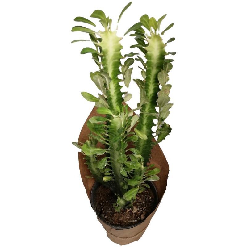 گیاه طبیعی افوربیا کد gs03 گیاه طبیعی افوربیا کد gs03