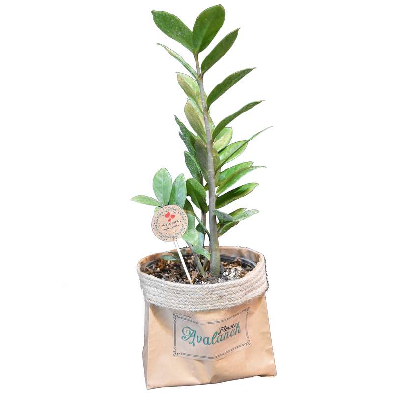 گیاه طبیعی زاموفیلیا کد P.A.029