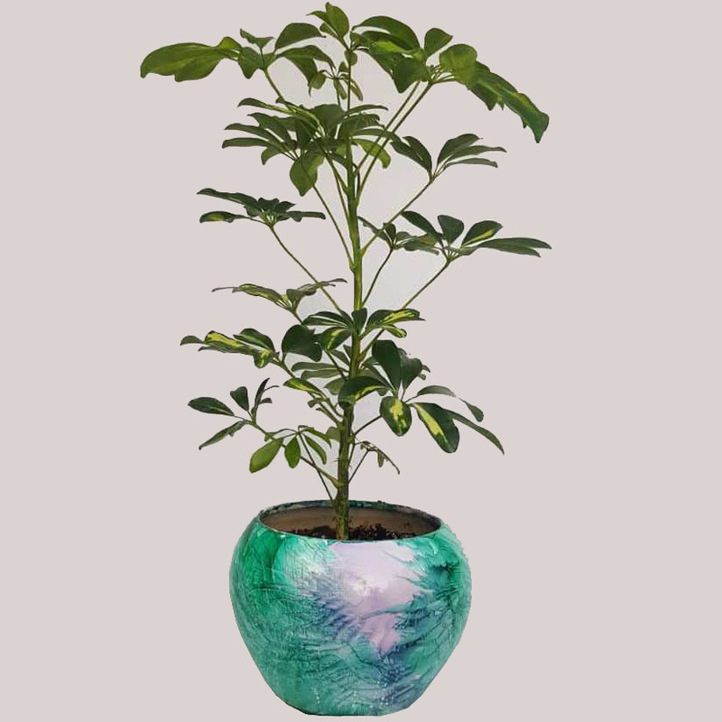 گیاه طبیعی شفلرا ابلق کد sh01 گیاه طبیعی شفلرا ابلق کد sh01