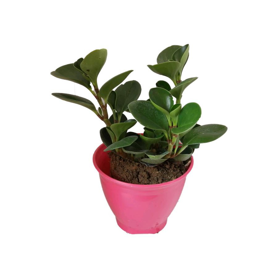 گیاه طبیعی قاشقی کد ep04 گیاه طبیعی قاشقی کد ep04