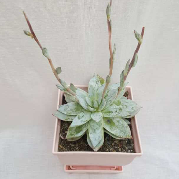 گیاه طبیعی ساکولنت آچوریا کد 04