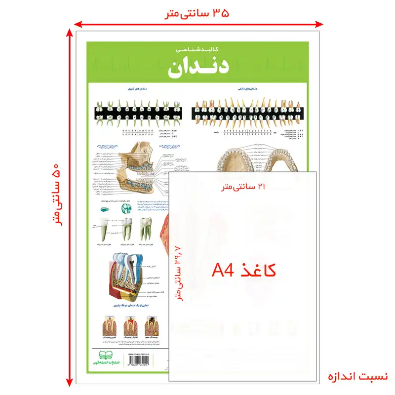 پوستر آموزشی انتشارات اندیشه کهن مدل کالبدشناسی دندان و مغز مجموعه 2 عددی
