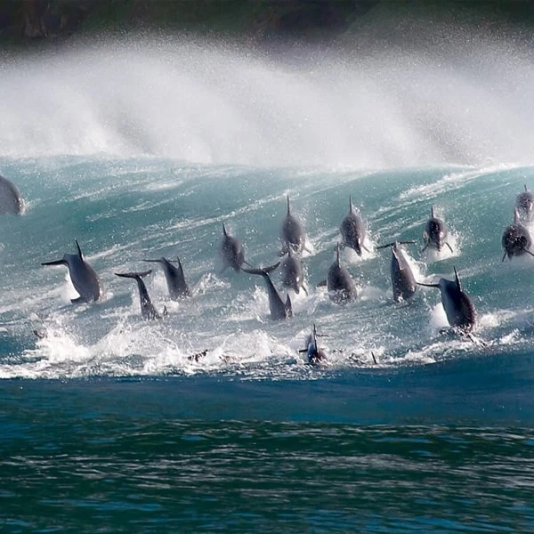 عکس شماره 5 : مستند سیاره آبی دو blue planet ii اثر دیوید اتنبرو نشر لیمو استور