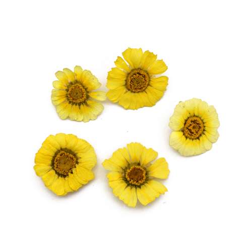 گل خشک مدل بابونه شیرازی کد YL بسته 5 عددی
