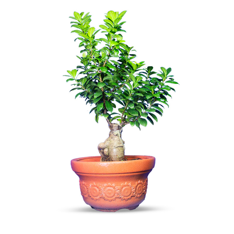 گیاه طبیعی بونسای جنسینگ کد 04