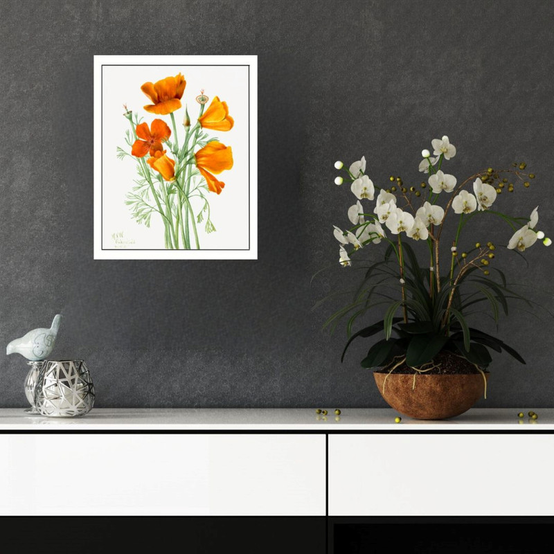 پوستر مدل  گل خشخاش کالیفرنیا  