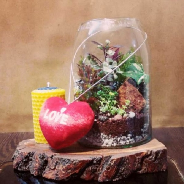 گیاه طبیعی تراريوم وابي كوزا مدل آنتاليا با زيره چوبي گیاه طبیعی تراريوم وابي كوزا مدل آنتاليا با زيره چوبي