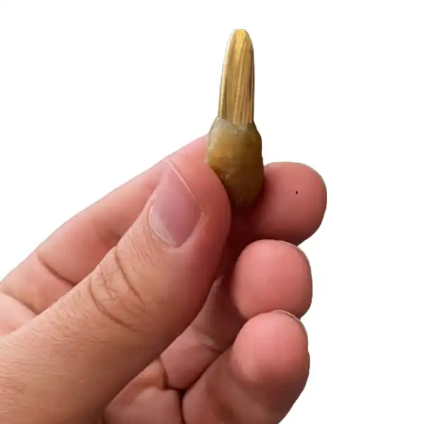 مضراب تار مدل فاخته