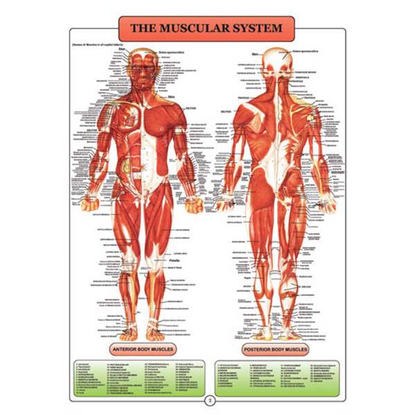 پوستر طرح اطلس آناتومی بدن انسان مجموعه 15 عددی