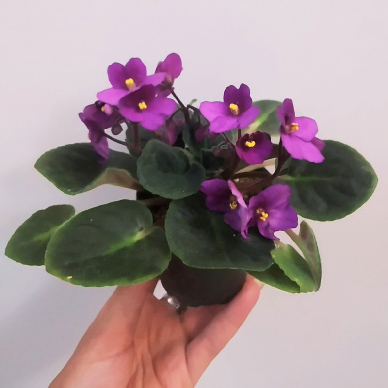 گیاه طبیعی بنفشه آفریقایی مدل C-44 گیاه طبیعی بنفشه آفریقایی مدل C-44