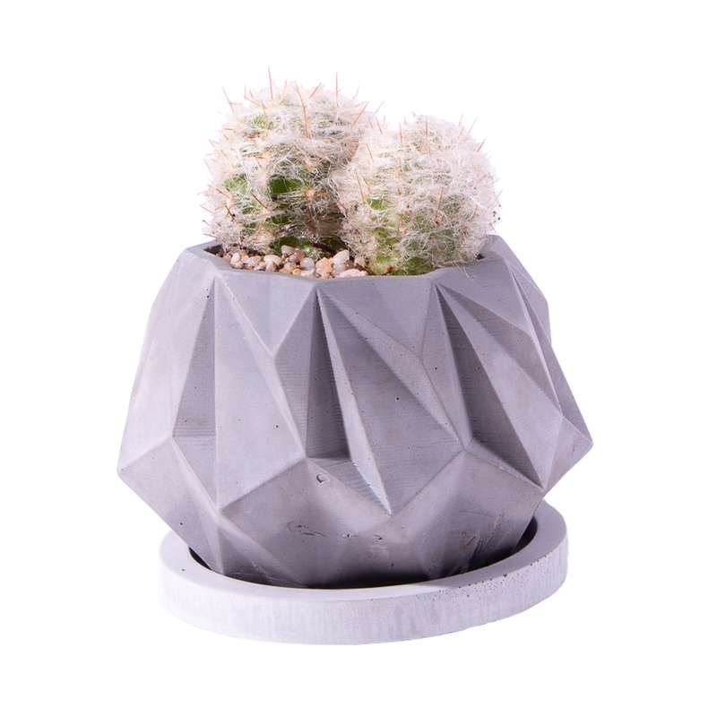 گیاه طبیعی کاکتوس آرئو سرئوس مدل K-16