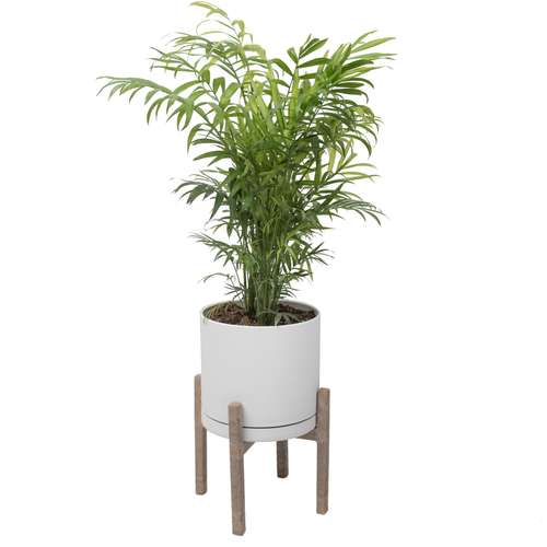 گیاه طبیعی نخل شامادورا کد 2203/5102