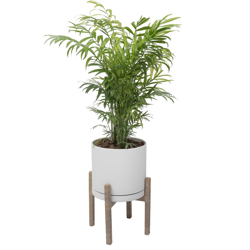 گیاه طبیعی نخل شامادورا کد 2203/5102