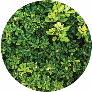 پادری طرح گل مدل c 506 سایز 76x76 سانتی متر