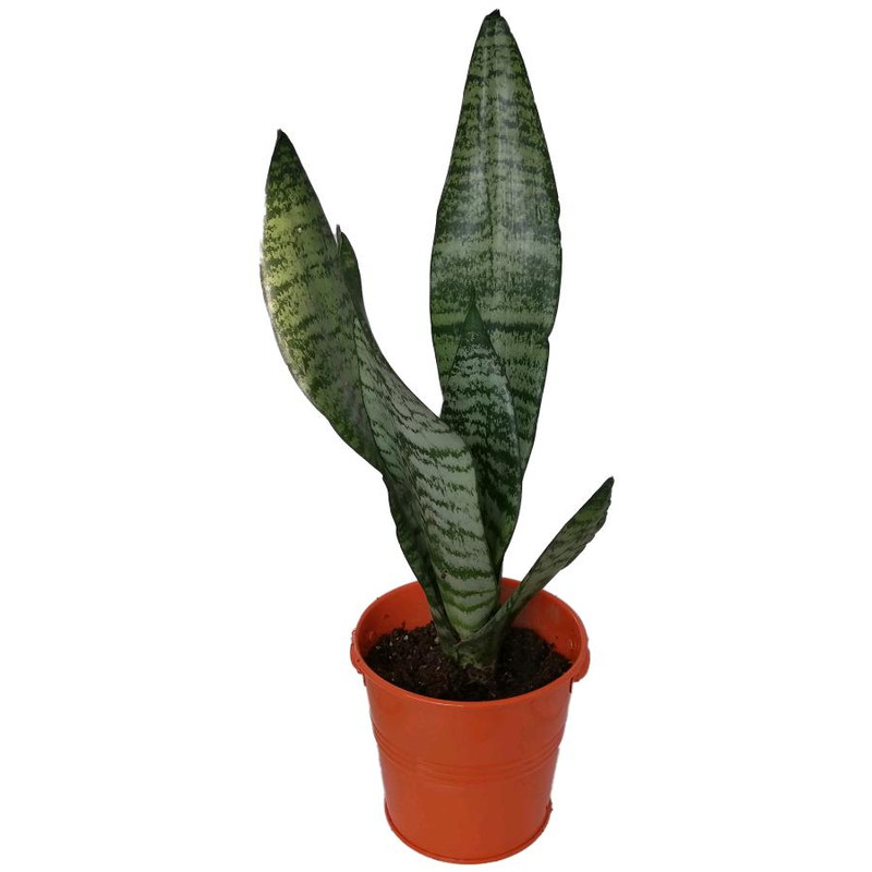 گیاه طبیعی سانسورا کرواتی کد sf02