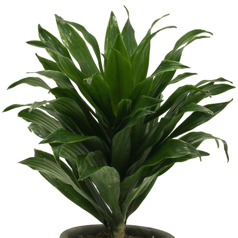 گیاه طبیعی دراسنا کامپکت کد D_001 گیاه طبیعی دراسنا کامپکت کد D_001