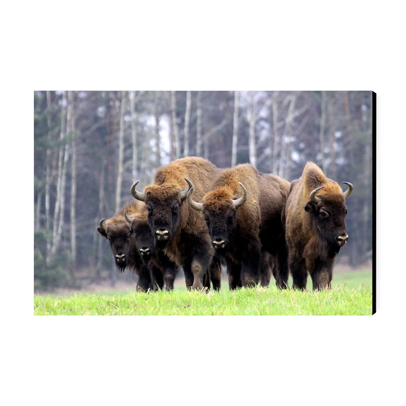 تابلو شاسی عرش طرح گردشگری لهستان مدل گاومیش ها در پارک ملی بیالوویزا کد As5822