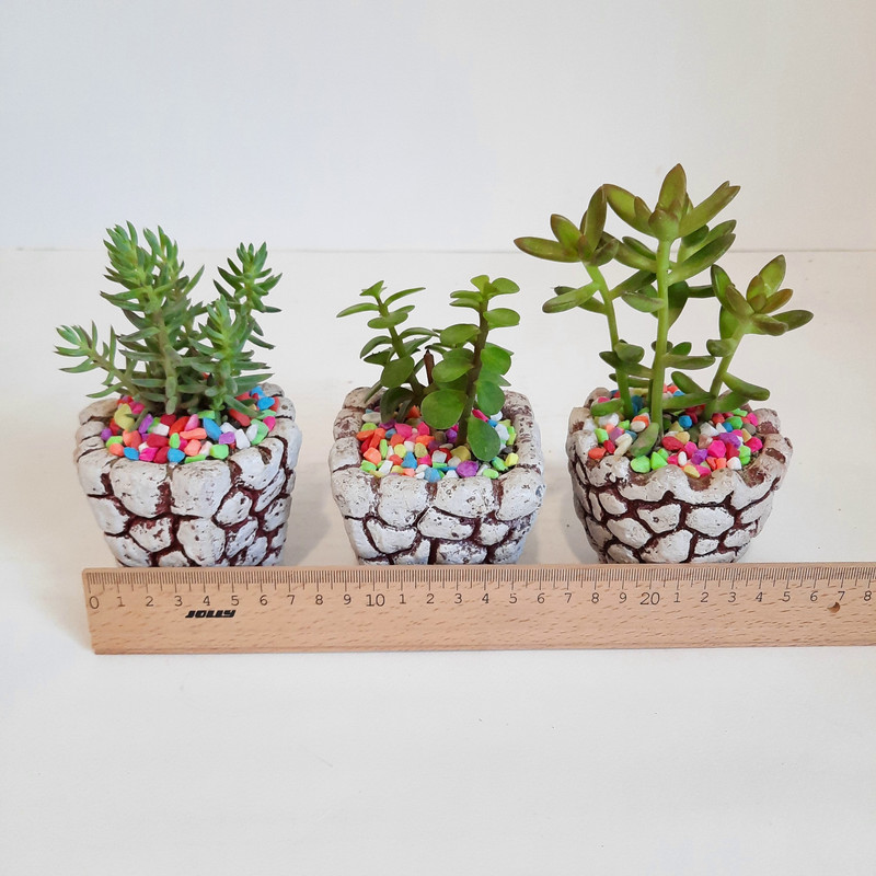 گیاه طبیعی خانواده ساکولنت کد 246 مجموعه 3 عددی