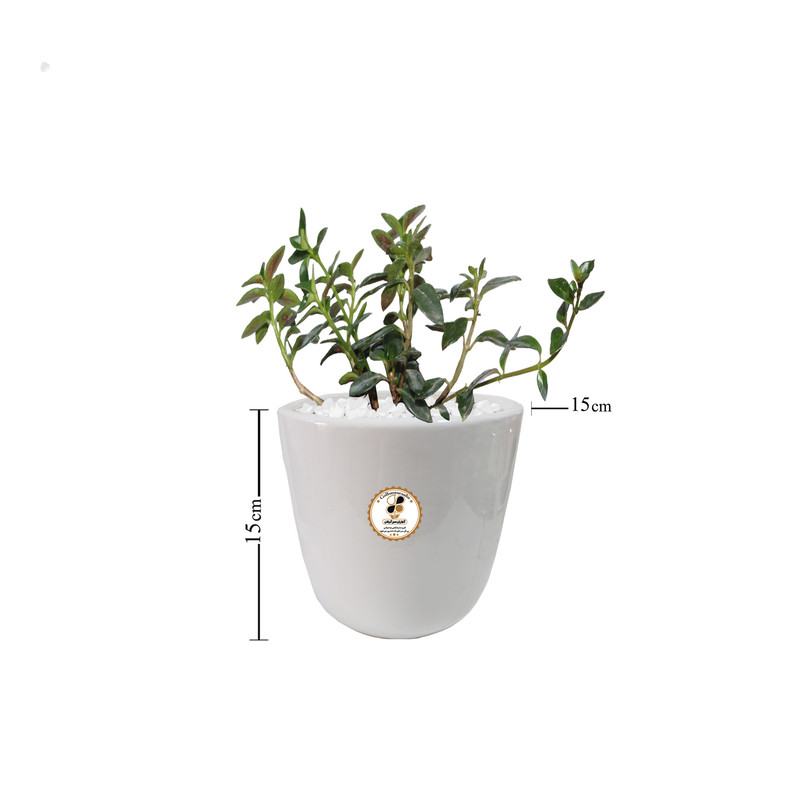 گیاه طبیعی نماتانتوس شرکت گلباران سبز گیلان مدل KN-S