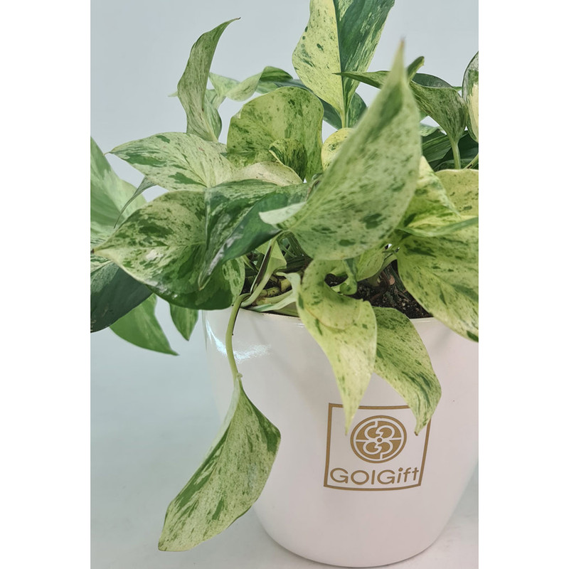 گیاه طبیعی پوتوس مرمری گل گیفت کد GP012