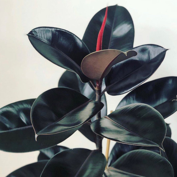 گل طبیعی فیکوس بلک  تافکو کد 1402