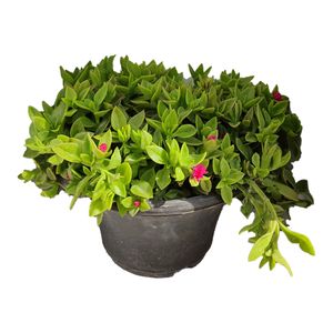 نقد و بررسی گیاه طبیعی ناز کد byt27 توسط خریداران