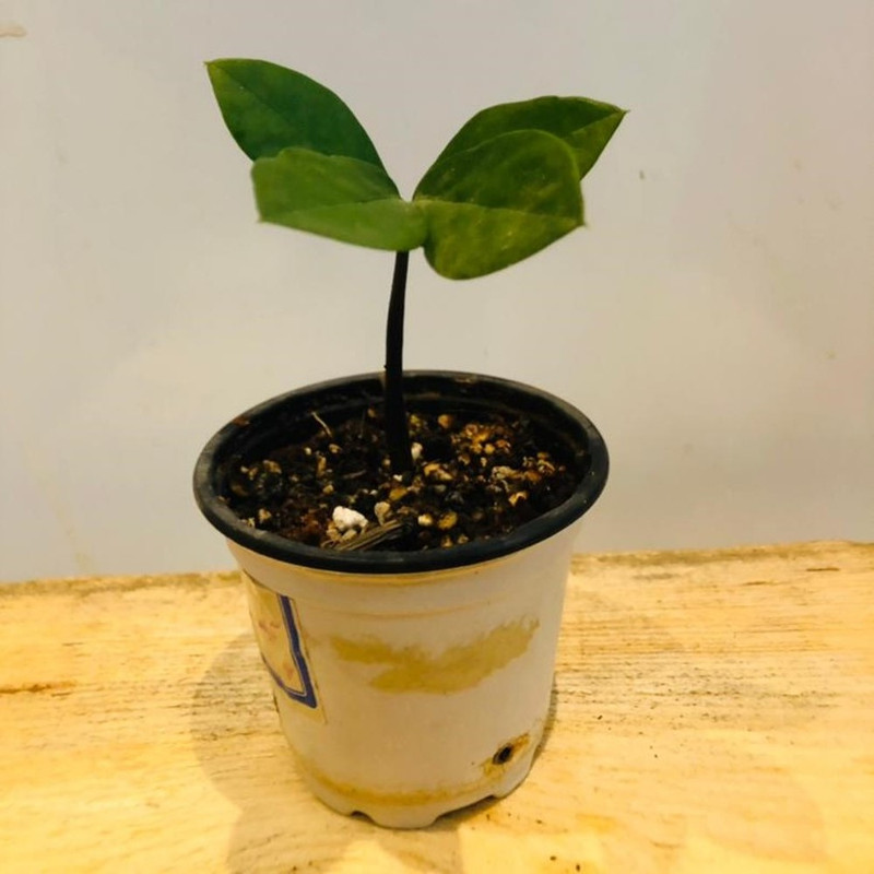 گیاه طبیعی زامیفولیا مدل sh-2021 گیاه طبیعی زامیفولیا مدل sh-2021