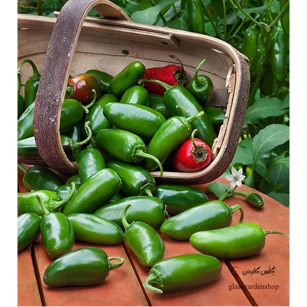 بذر فلفل هالوپینو سبز و قرمز جلاپینو مدل GL10 بذر فلفل هالوپینو سبز و قرمز جلاپینو مدل GL10