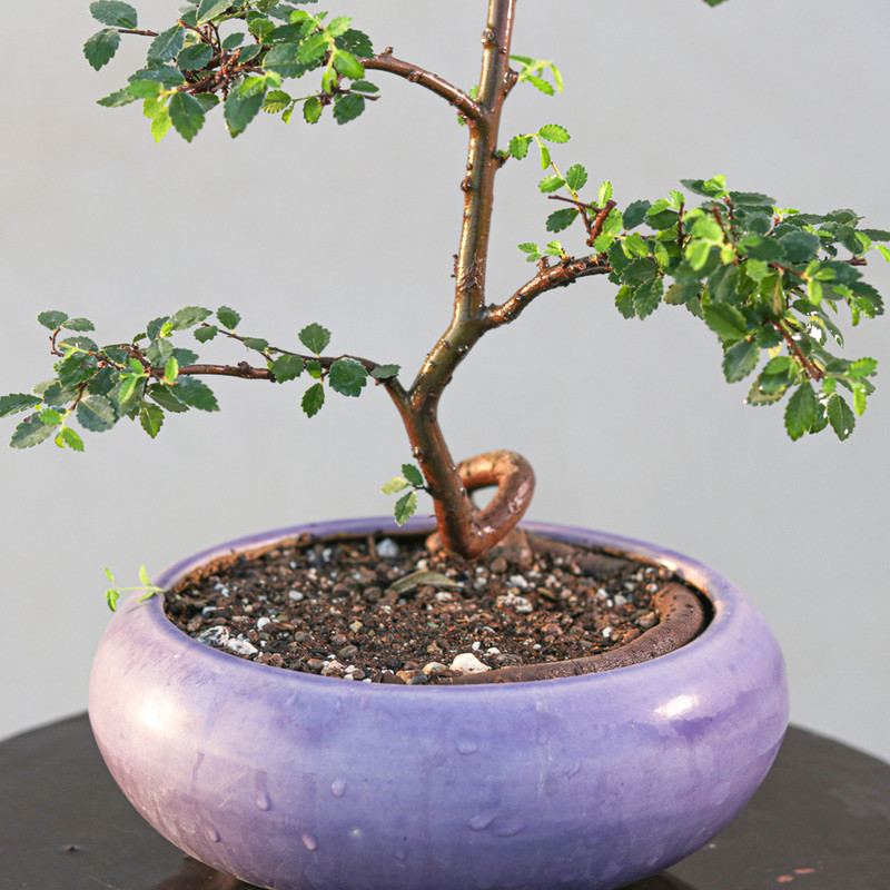 گیاه طبیعی بونسای نارون مدل سیجو گیاه طبیعی بونسای نارون مدل سیجو