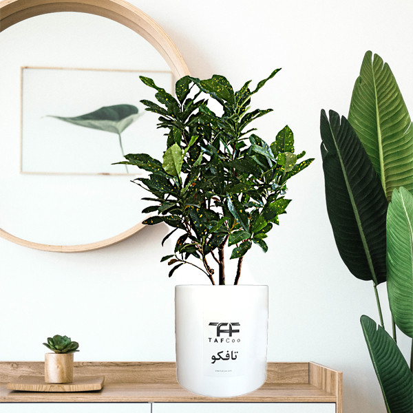 گیاه طبیعی کروتون آکوبا تافکو مدل شمشاد ژاپنی کد 2x