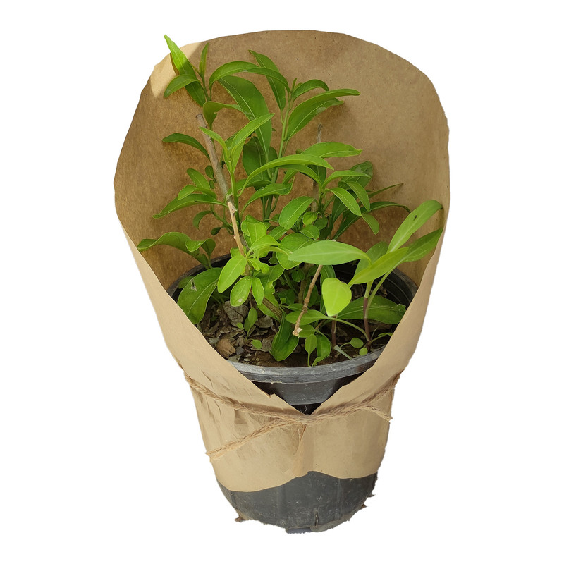 گیاه طبیعی محبوبه شب کد yt43