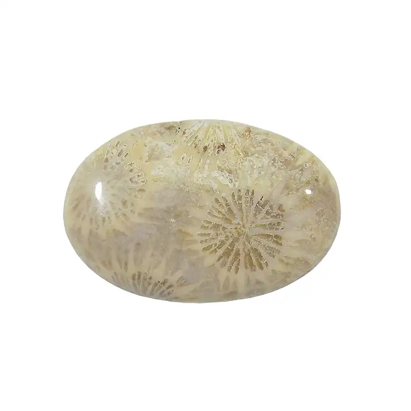 سنگ فسیل مرجان کد TG6555