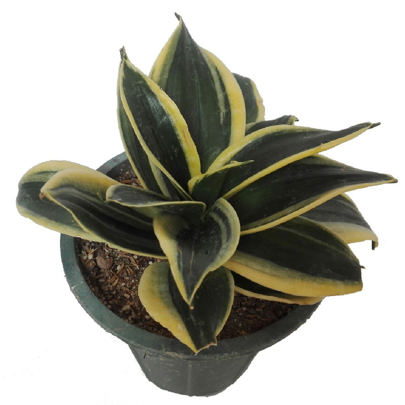 گل طبیعی سانسوریا پا کوتاه بلک گلد کد 101 گل طبیعی سانسوریا پا کوتاه بلک گلد کد 101