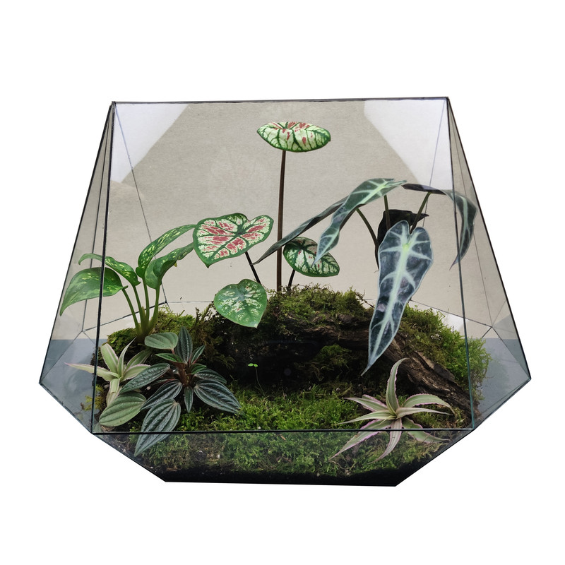 تراریوم طبیعی مایا تراریوم مدل 1128