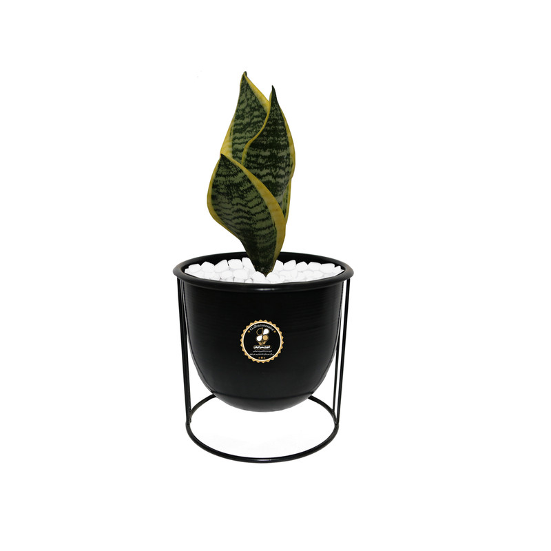 گیاه طبیعی سانسوریا کراواتی لب طلایی شرکت گلباران سبز گیلان مدل GN13-27KMS گیاه طبیعی سانسوریا کراواتی لب طلایی شرکت گلباران سبز گیلان مدل GN13-27KMS