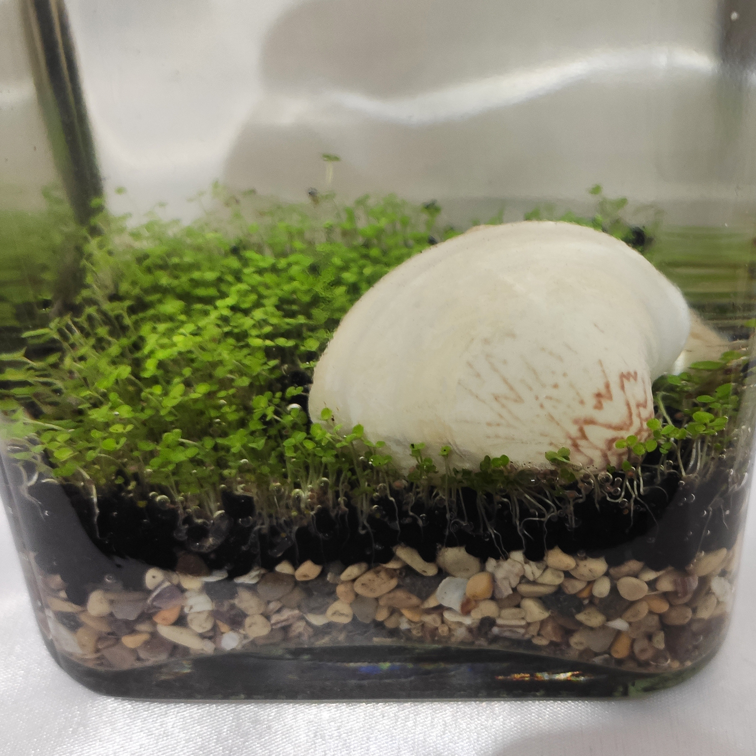 ویواریوم گیاه طبیعی کد viv-w103