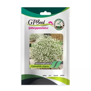 بذر گل عروس گچ دوست سفید گلبرگ پامچال کد GPF-315